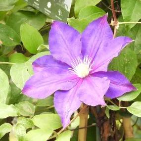 Duchess of Cornwall Clematis (Clematis The Duchess of Cornwall Evipo118) Img 4